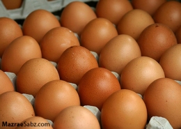 اجزاء تخم مرغ