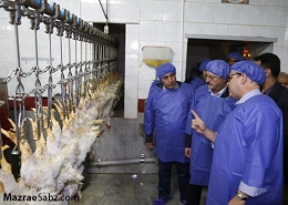 تاثیر ذبح شوک در گوشت مرغ