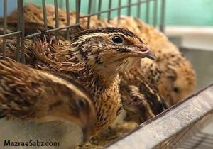 بلدرچین پرواری نر