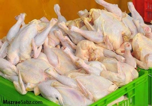 اثبات قیمت مرغ