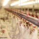 علت گرانی قیمت مرغ
