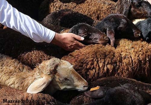 شش پایگاه برای عید سعید قربان