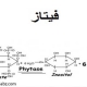 فیتاز ، خنثی کننده تاثیرات کاهش اسید آمنه