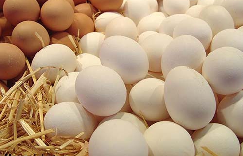 1600 تن صادرات تخم مرغ از آذربایجان شرقی