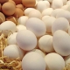 1600 تن صادرات تخم مرغ از آذربایجان شرقی