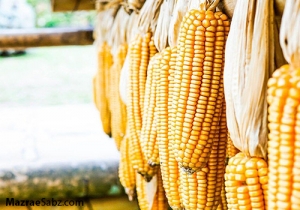 ارز دولتی ، واردات ذرت آلوده