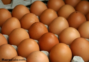 اجزاء تخم مرغ