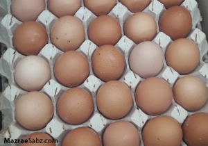 احتمال وضع عوارض صادرات تخم مرغ
