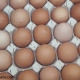 احتمال وضع عوارض صادرات تخم مرغ