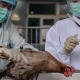 تلفات آنفولانزا مرغی در انگلستان