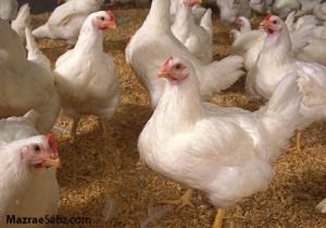همه دانستنی های مرغ و تخم مرغ ارگانیک