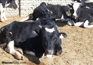 شیوع تب برفکی در قم