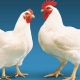 ضرر مرغ داران در کاهش قیمت مرغ