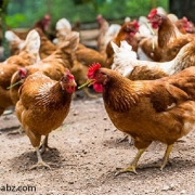 چگونگی مرغ و تخم مرغ ارگانیک
