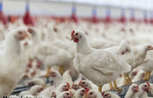 چالش بزرگ تولیدکنندگان مرغ
