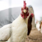 احتمال کاهش تولید گوشت مرغ