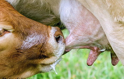 تغذیه گوساله مهمترین اصل