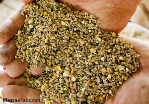 بازار سیاه همچنان داغ