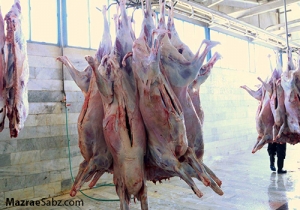 عدم کمبود گوشت و دام