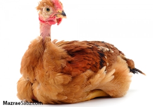 دلایل آسیب و ریزش پر