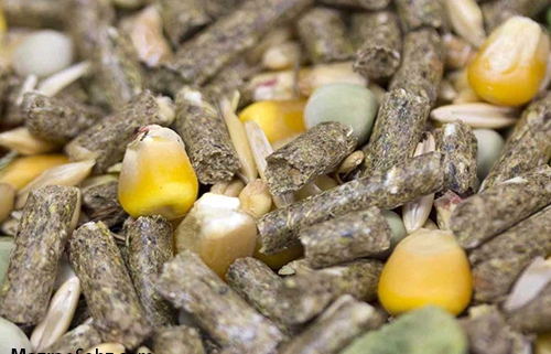 قطع سهم نهاده مرغداری ها