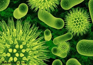 افزایش سیستم ایمنی طیور