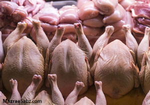 مجوز واردات 120 تن گوشت مرغ
