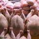 مجوز واردات 120 تن گوشت مرغ