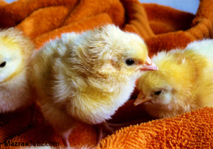 کاهش 12 میلیون قطعه ای جوجه