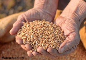 ضرورت اصلاح سیستمی نهاده ها