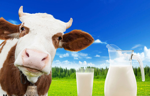 افزایش شیر خام