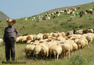 احتمال پاییز سخت دامداران