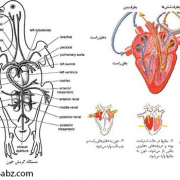 فیزیولوژی گردن خون طیور ( قسمت سوم )