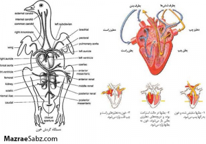 فیزیولوژی گردن خون طیور ( قسمت سوم )