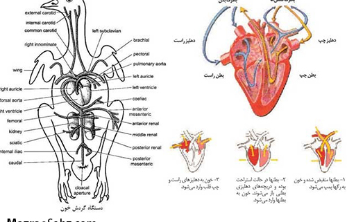 فیزیولوژی گردن خون طیور ( قسمت سوم )