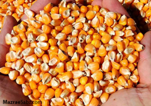 80 روزه ذرت نرسیده دست مرغدار