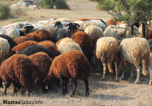 ضرورت خریدتضمینی از دامداران ماکو