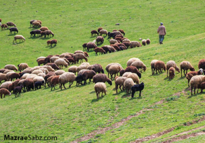 صادرات به کشورهای خلیج فارس