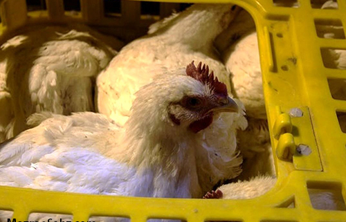 کاهش تولید مرغ