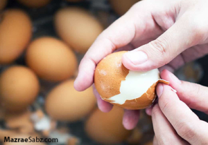 علت افزایش قیمت تخم مرغ