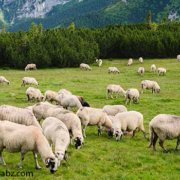 مشتری های دام زنده ایران