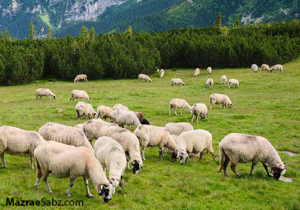مشتری های دام زنده ایران