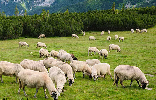 مشتری های دام زنده ایران