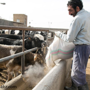 دامداری سنتی خوزستان