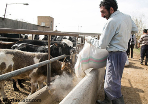 دامداری سنتی خوزستان