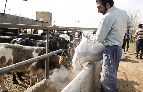 دامداری سنتی خوزستان