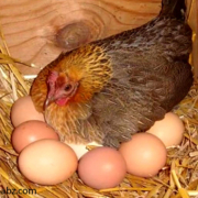صادرات مرغ و تخم مرغ به کویت