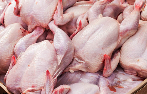 صادرات مرغ بدون عوارض