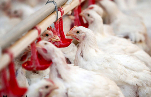 افزایش تولید مرغ در گیلان