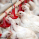 افزایش تولید مرغ در گیلان
